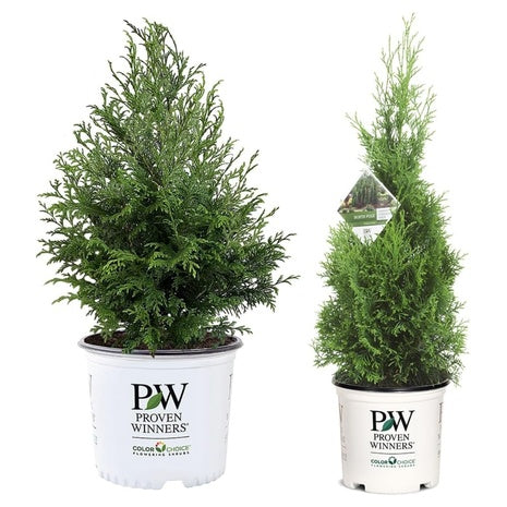 Proven Winners Shrubs on Sale
