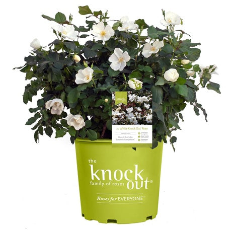 Knock Out Rose White Shrub (2-Gal)
