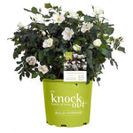 Knock Out Rose White Shrub (2-Gal)