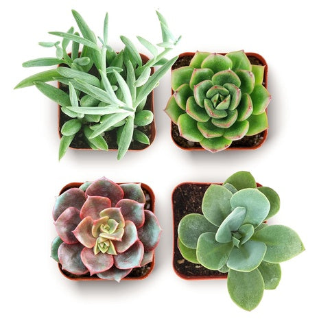 Shop Succulents Everything Mini Succulent Plant Pack