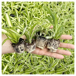 4-Pack Spider Plants Live House Plants