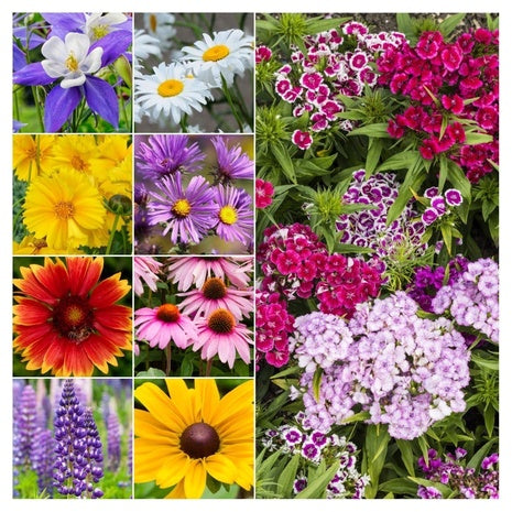 Mix 30,000 Seeds 2 Ounce Bulk Pack