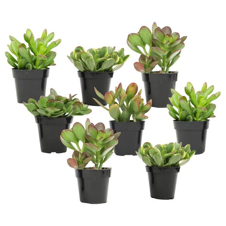 8-Pack Altman Plants Live Jade Plant Collection (2.5" Pots)