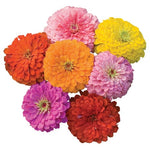 150 Burpee Giant Flowered Mixed Colors Zinnia Seeds