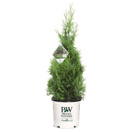 2-Gallon Arborvitae North Pole Shrub