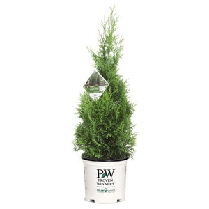 2-Gallon Arborvitae North Pole Shrub