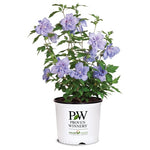 2-Gallon Blue Chiffon Hibiscus Shrub