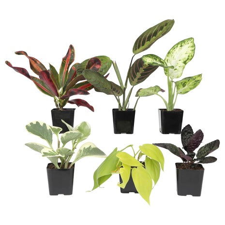 6-Pack Easy To Grow Live House Plants In Containers