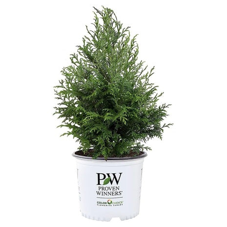 2-Gallon Cedar Rapids Cypress Shrub