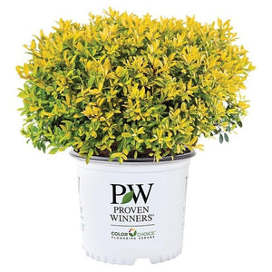 2-Gallon Glow Pop Holly Shrub