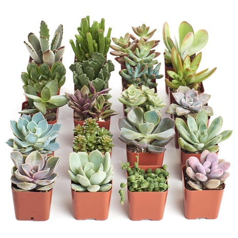 20 Live Mini Succulent Plants