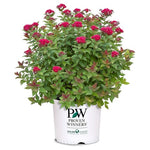 2 Gal. Proven Winners Double Play Doozie Spirea Shrub
