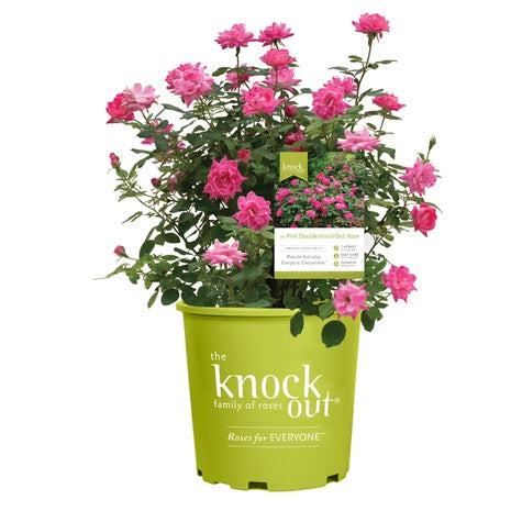 1 Gal. Pink Double Knock Out Rose Bush With Pink Flowers