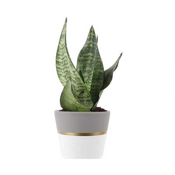 Costa Farms Serpiente Sansevieria Lengua de suegra en macetero moderno de mediados de siglo (8 pulgadas de alto)