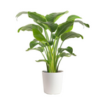 Live Houseplant in Indoor Garden Plant Pot