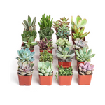 20-Pack Shop Succulents Unique Succulent Plant Pack Bulk Collection