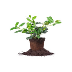 1-Gallon PERFECT PLANTS Nellie Stevens Holly Tree