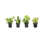 Paquete de 4 plantas de interior vivas de la colección Essential Houseplant