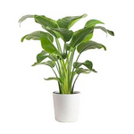Planta de ave del paraíso blanca de Costa Farms con macetero de decoración moderna (3-4' de alto)