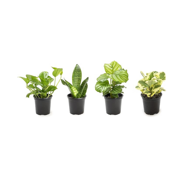 6-Pk Easy to Grow Plants $21.15, 4-Pk Indoor Essentials