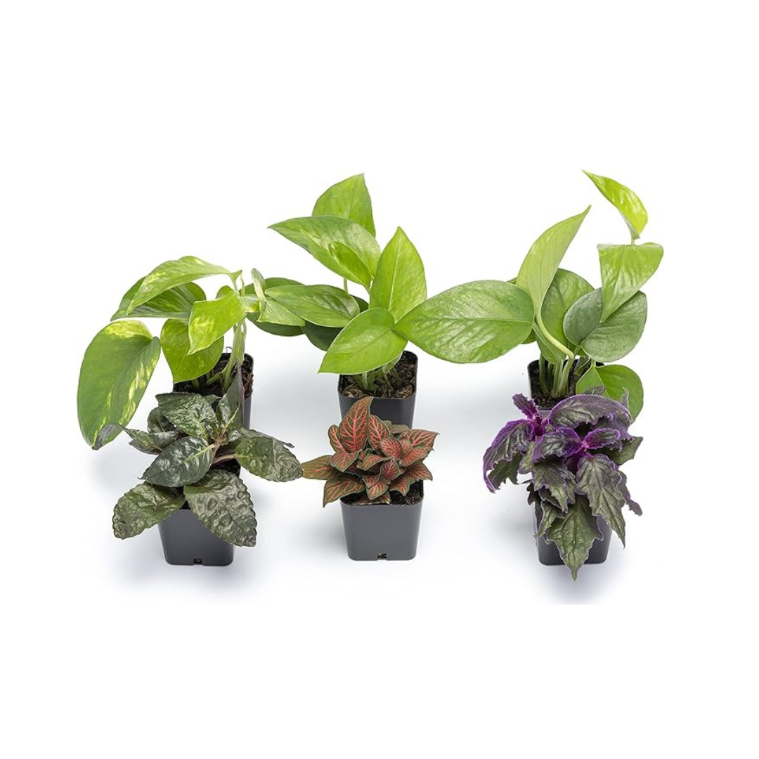 6-Pack Altman Plants Live Houseplants with Potting Soil