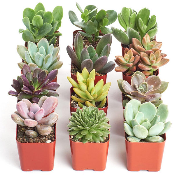 Shop Succulents Unique Succulent Plant Pack Collection – Live Mini Succulent Plants