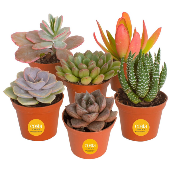 6-Pack Costa Farms Live Mini Succulent Plants