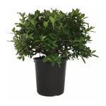 Premier Plant Solutions 16051 Azalea Hybrid, 19cm, Girards Crimson