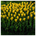 9-Count Giant Golden Sunny Tulip Flowers Bulbs