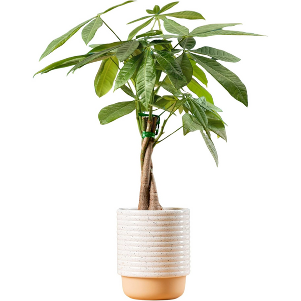 Costa Farms 16" Live Money Tree Pachira Medium Ships