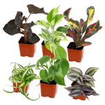 6-Pack Plants For Pets Easy To Grow Live House Plants In Containers