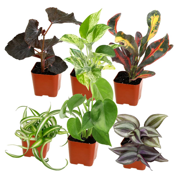 6-Pack Plants For Pets Easy To Grow Live House Plants In Containers