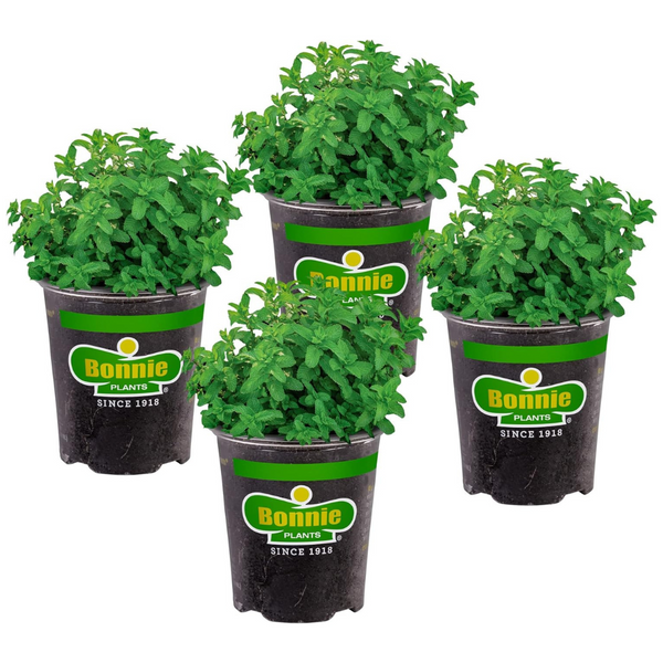 Up To 30% Off On Select Bonnie Plants At Amazon