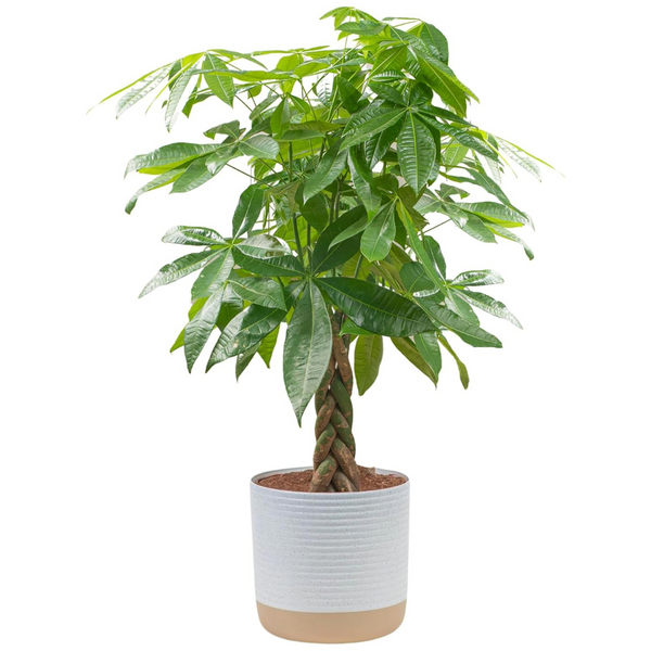 Costa Farms 3-4 Feet Tall Money Tree Live Plant