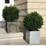 Sprinter Boxwood 4.5Qt. Live Evergreen Shrub
