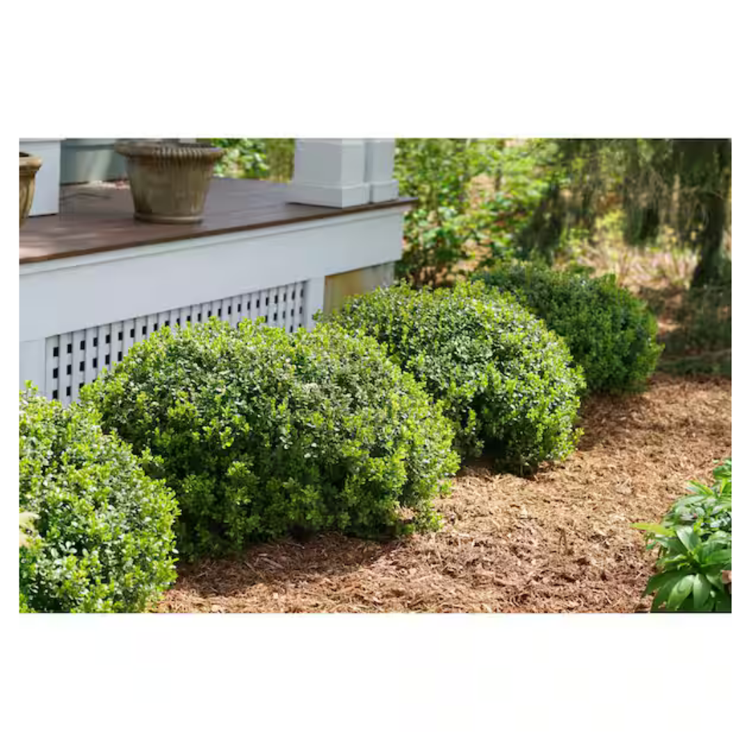 Sprinter Boxwood 4.5Qt. Live Evergreen Shrub