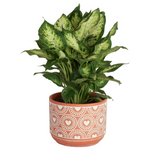 Costa Farms Dieffenbachia Live Indoor Plant In Decor Plant Pot