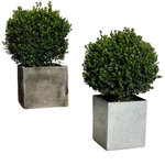 Sprinter Boxwood 4.5Qt. Live Evergreen Shrub