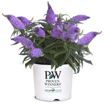 2 Gal. Pugster Ameythst Buddleia Shrub