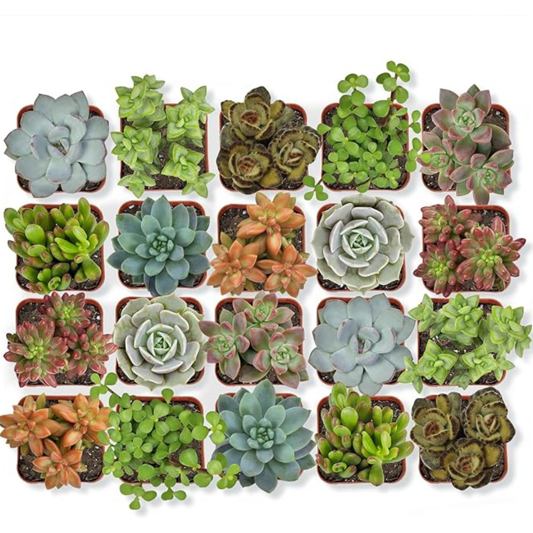 20-Pack Assorted Potted Live Succulent Outdoor/Indoor Plants