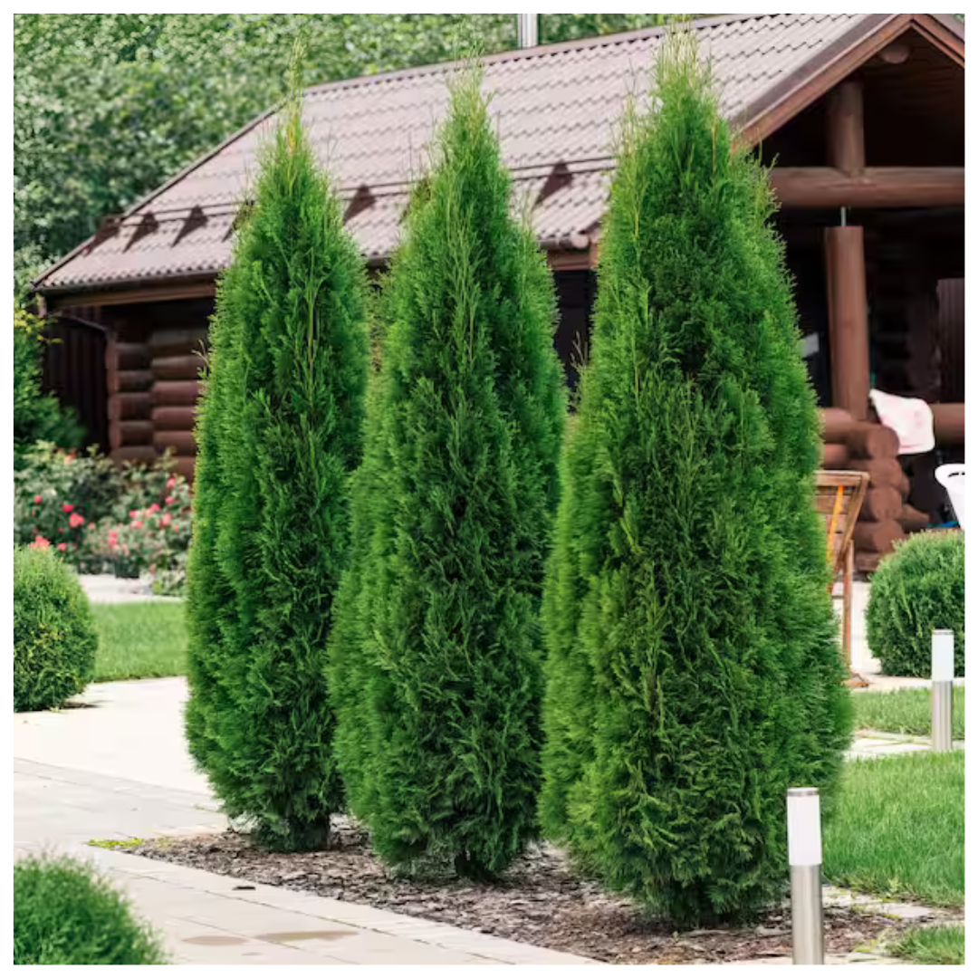 2.5 Qt. Arborvitae Green Giant Shrub