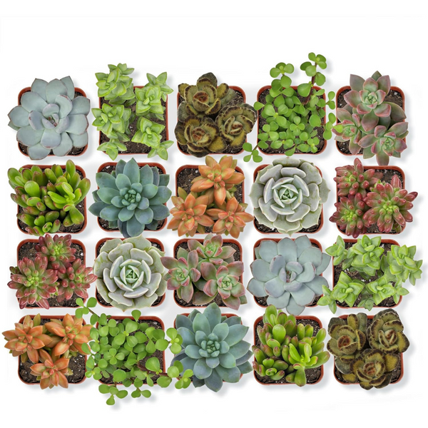20-Pack Assorted Potted Live Succulent Outdoor/Indoor Plants