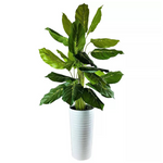 4' Dieffenbachia in Tall Metal Planter