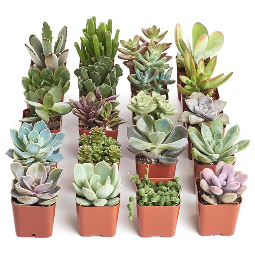 Shop Succulents Succulent Plant