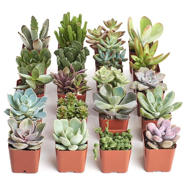 Shop Succulents Succulent Plant