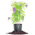 3 Gallon Perfect Plants Amethyst Falls Wisteria Vine