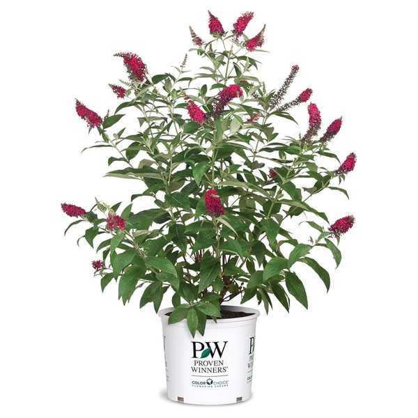 Proven Winner 2 Gal. Buddleia Miss Molly Plant