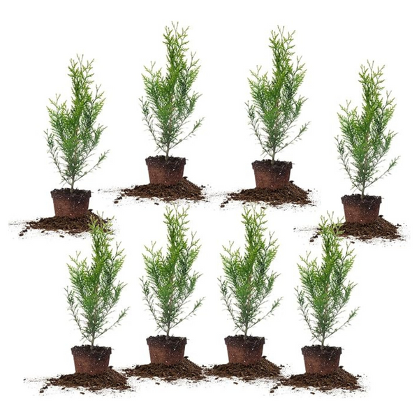 8-Pack Perfect Plants 2ft. Tall Thuja Green Giant Arborvitae
