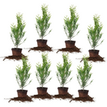 8-Pack Perfect Plants 2ft. Tall Thuja Green Giant Arborvitae