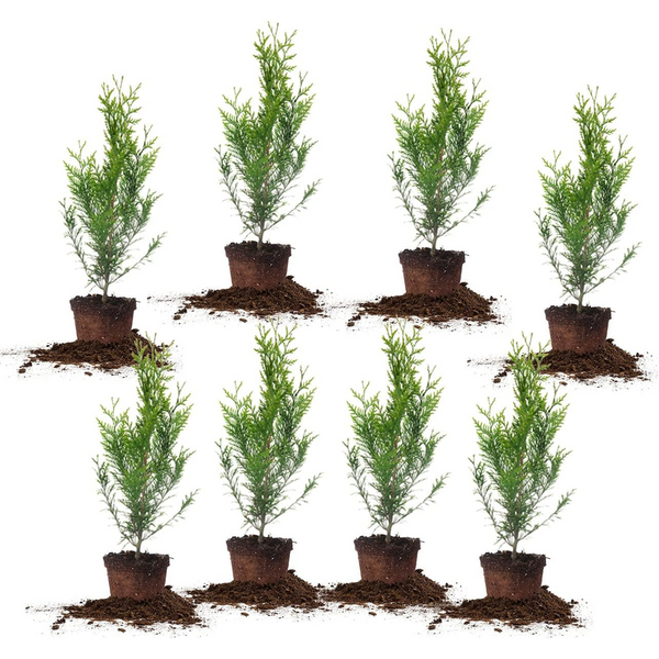 8-Pack Perfect Plants 2ft. Tall Thuja Green Giant Arborvitae